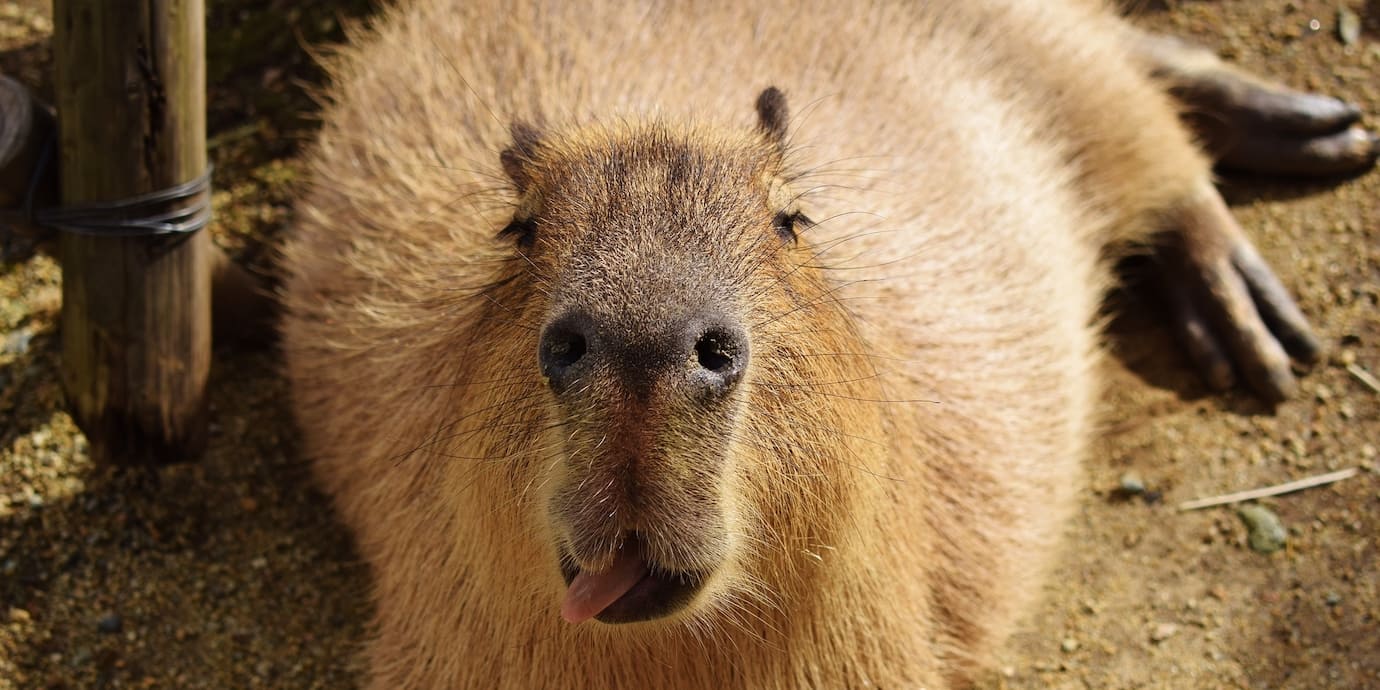 那須どうぶつ王国