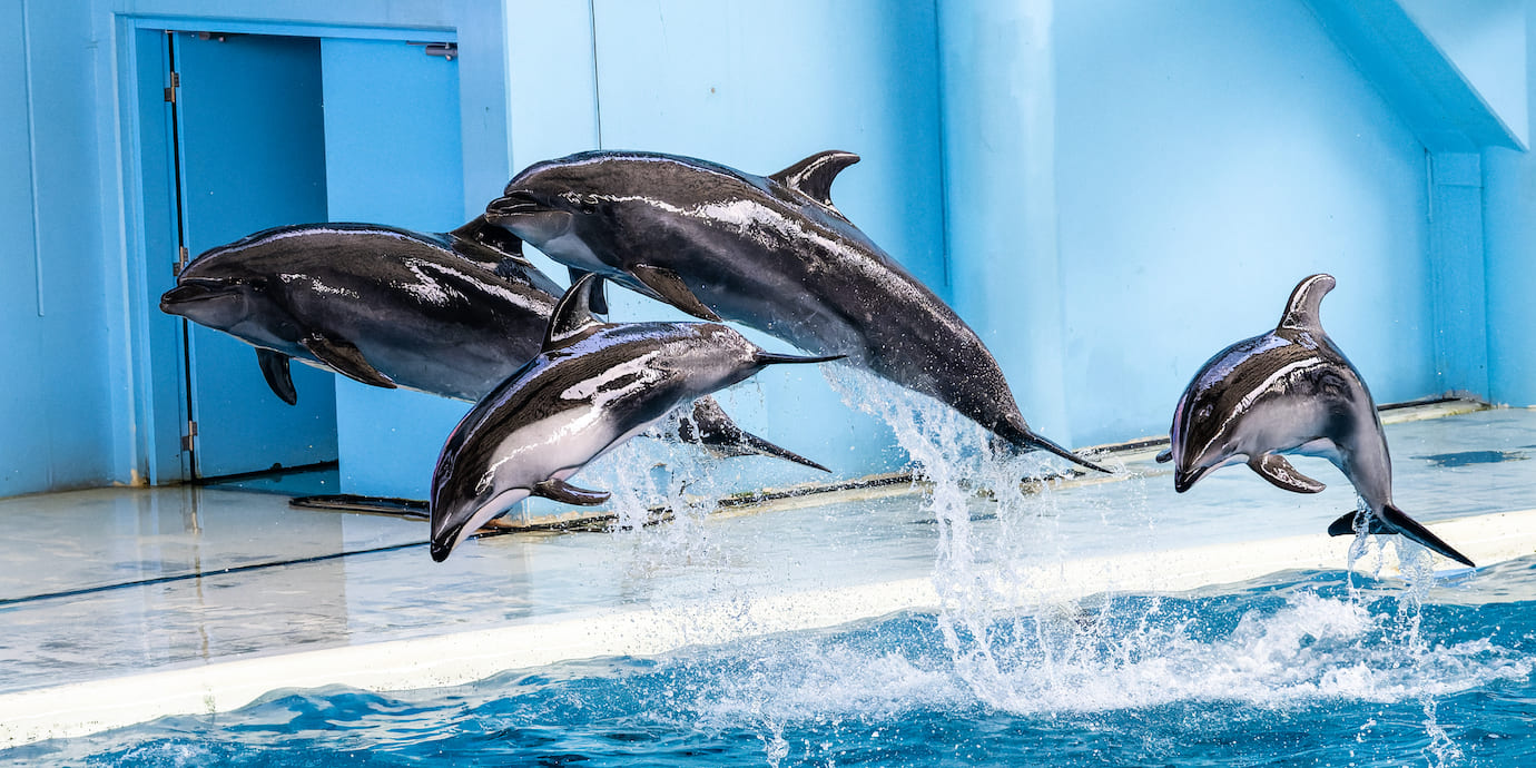 お得に「横浜・八景島シーパラダイス」を楽しもう!施設の特徴や割引情報、利用方法についてご紹介